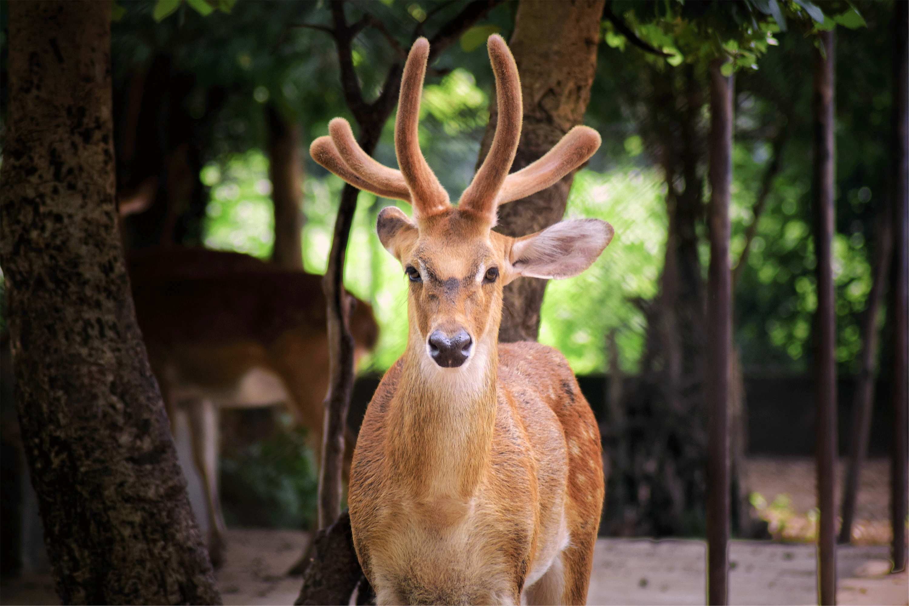 Deer Antler Velvet—What Is It, How Does It Work?