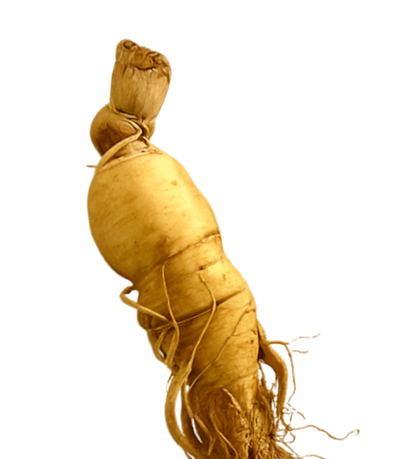 Ginseng Root