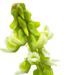 Eriosema Kraussianum