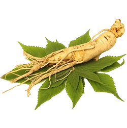 Ginseng Root