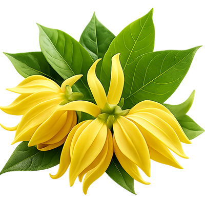 Ylang Ylang
