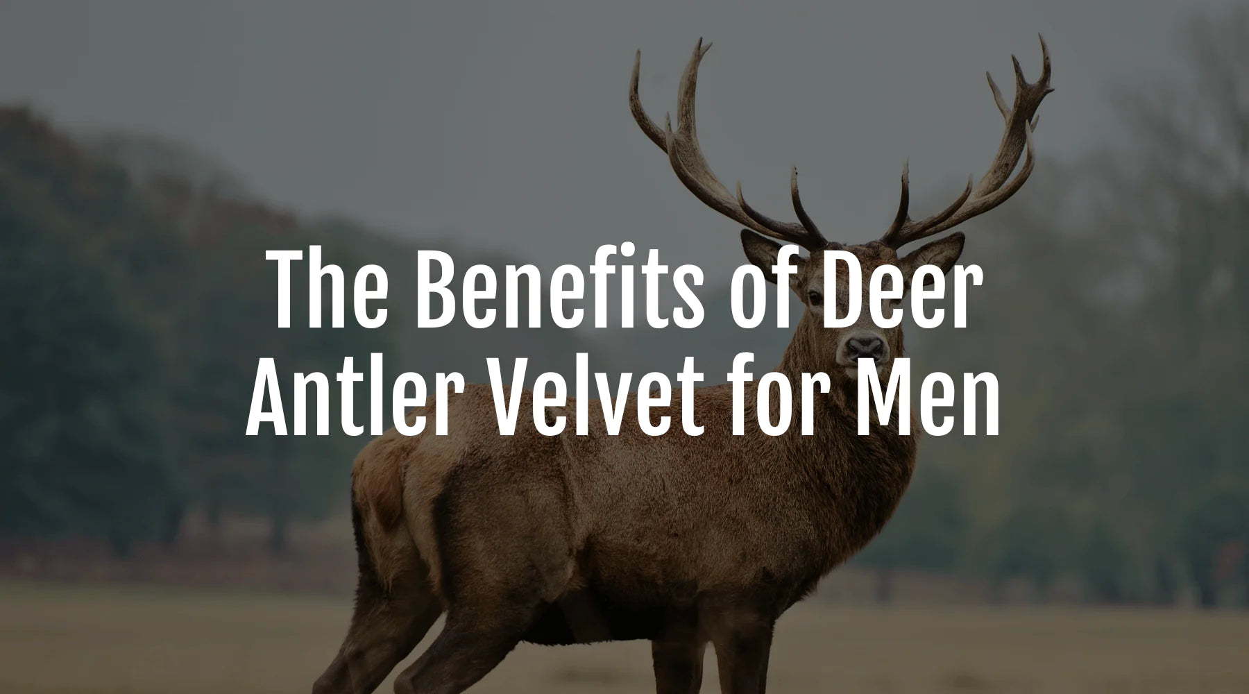 The Amazing Health Benefits Of Deer Antler Velvet For Men