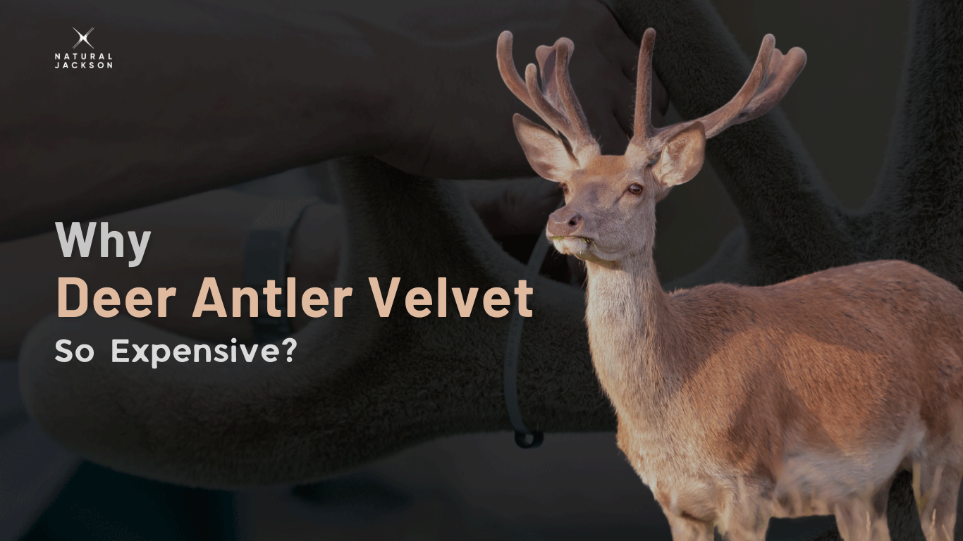 Why is Deer Antler Velvet So Expensive?