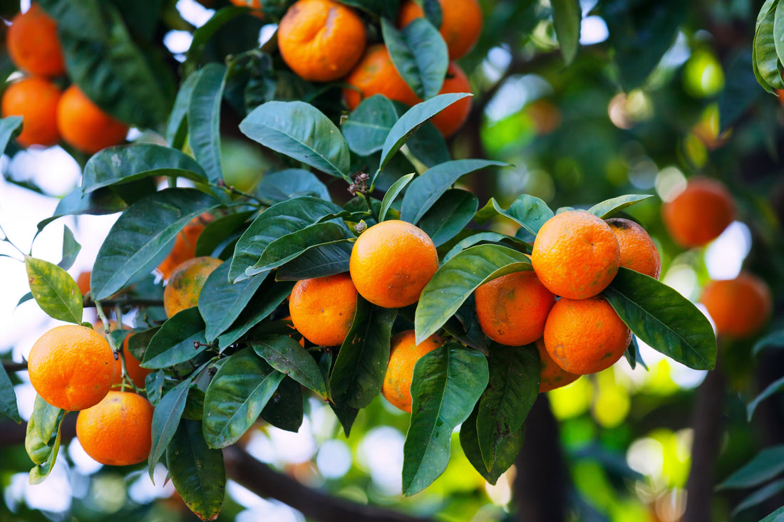Wild Orange Essential Oil Benefits for Men: Support Vitality and Well-Being