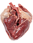 Grass-Fed Heart
