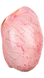Grass-Fed Testicle