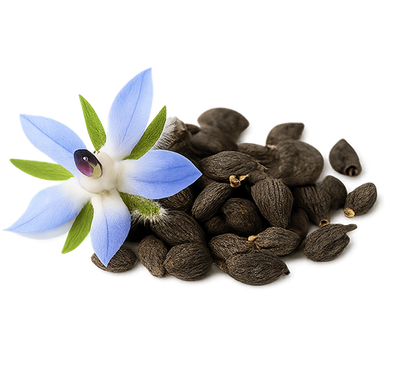 Borage Oil
