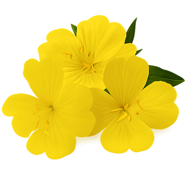 Evening Primrose